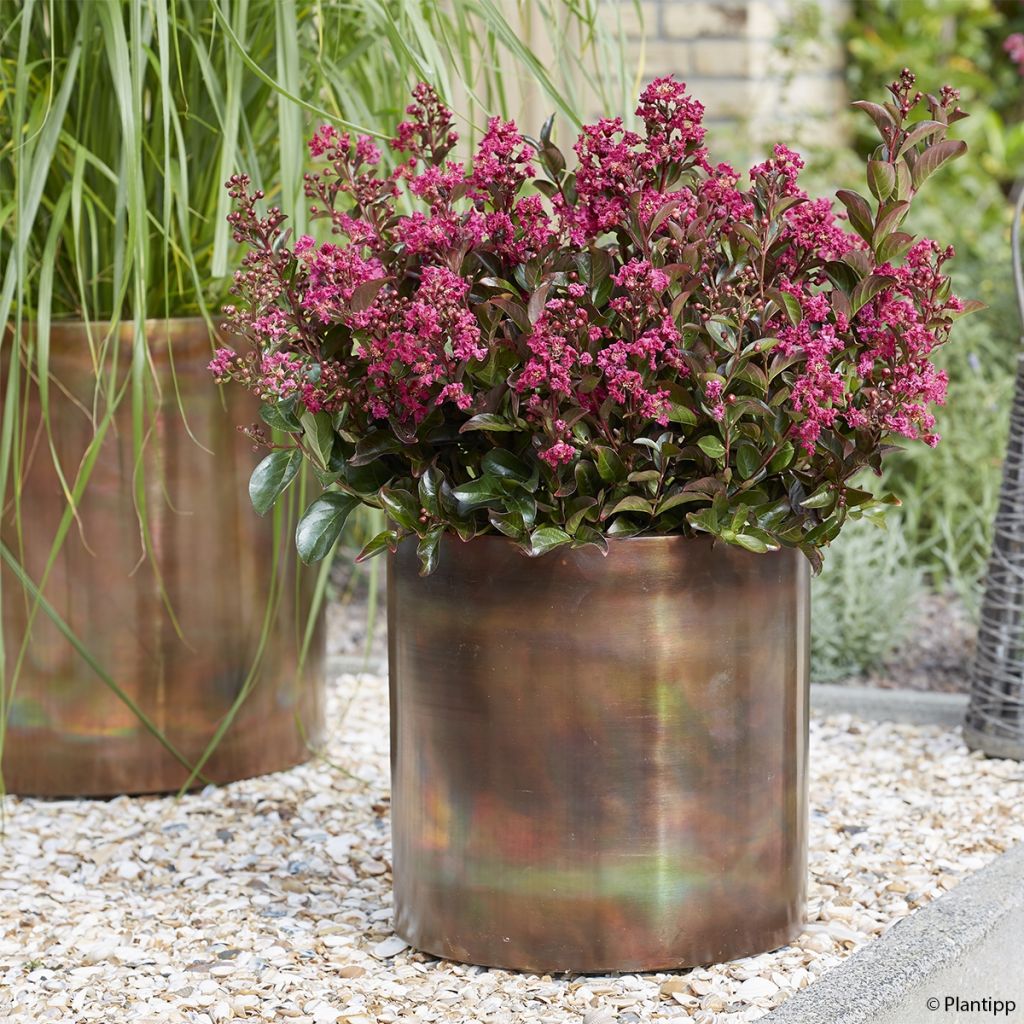 Lagerstroemia indica Berry Dazzle - Crape Myrtle