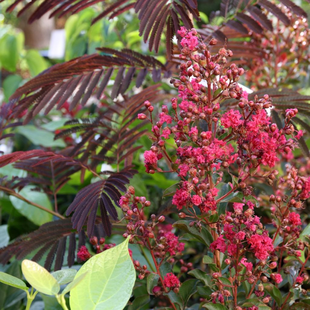 Lagerstroemia indica Berry Dazzle - Crape Myrtle
