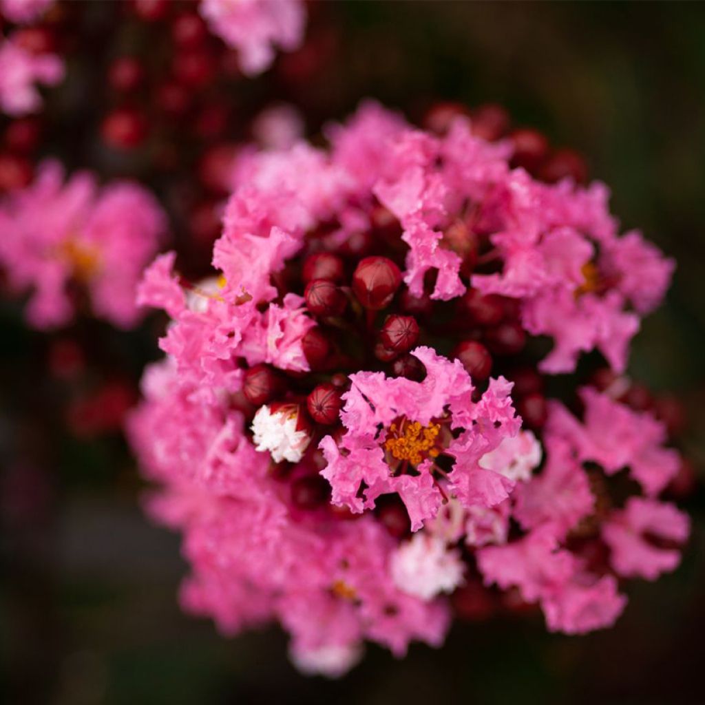 Lagerstroemia indica Enduring Pink - Crape Myrtle