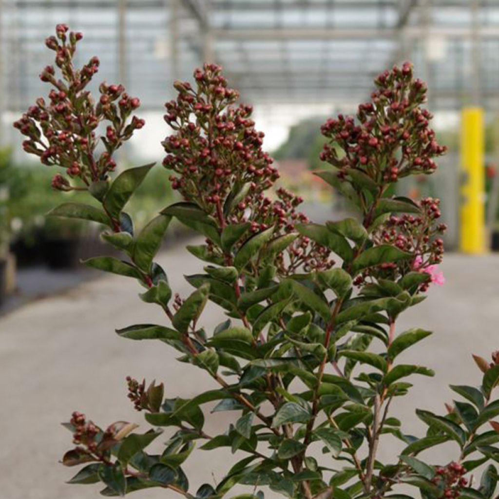 Lagerstroemia indica Enduring Pink - Crape Myrtle