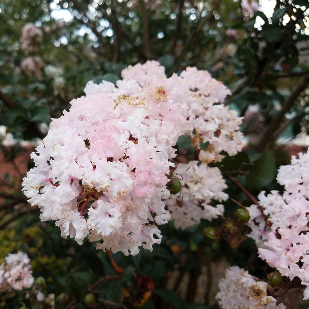 Lagerstroemia indica La Fayette - Crape Myrtle
