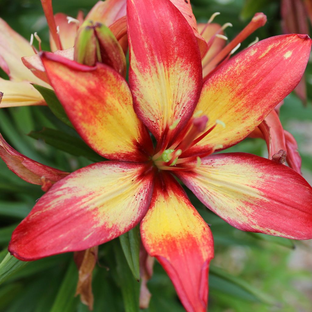 Lilium Forever Linda - Asiatic Lily