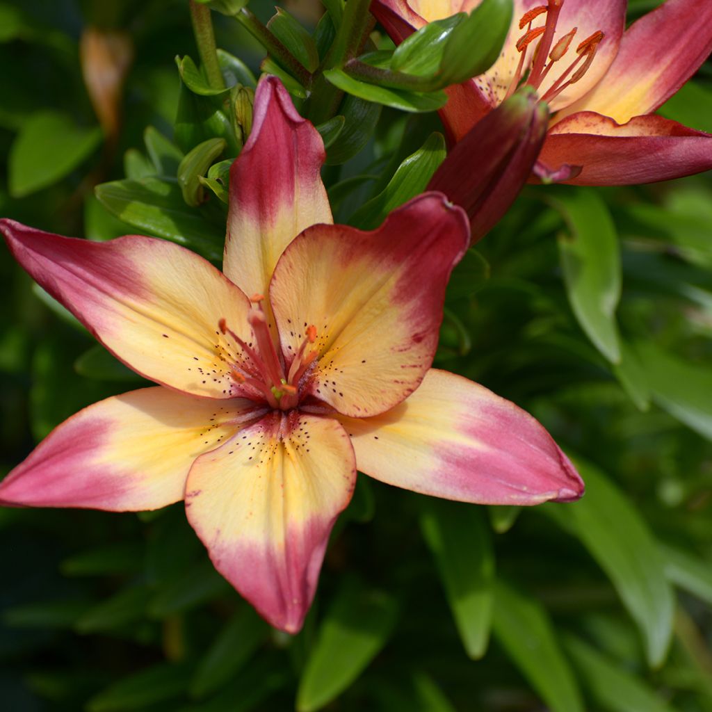Lilium Heartstrings - Asiatic Lily