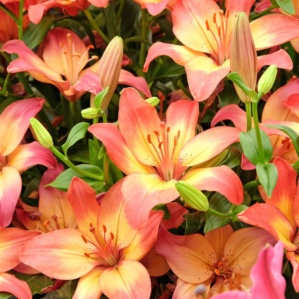 Lilium Heartstrings - Asiatic Lily