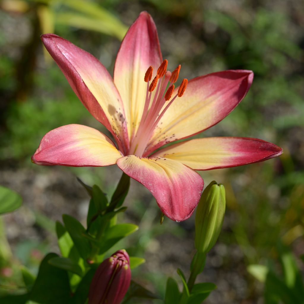Lilium Heartstrings - Asiatic Lily