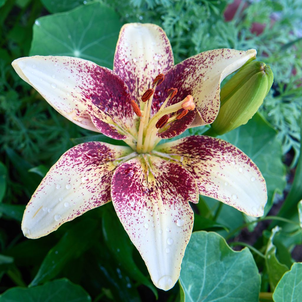 Lilium Tribal Dance - Lis hybride asiatique Tribal Dance