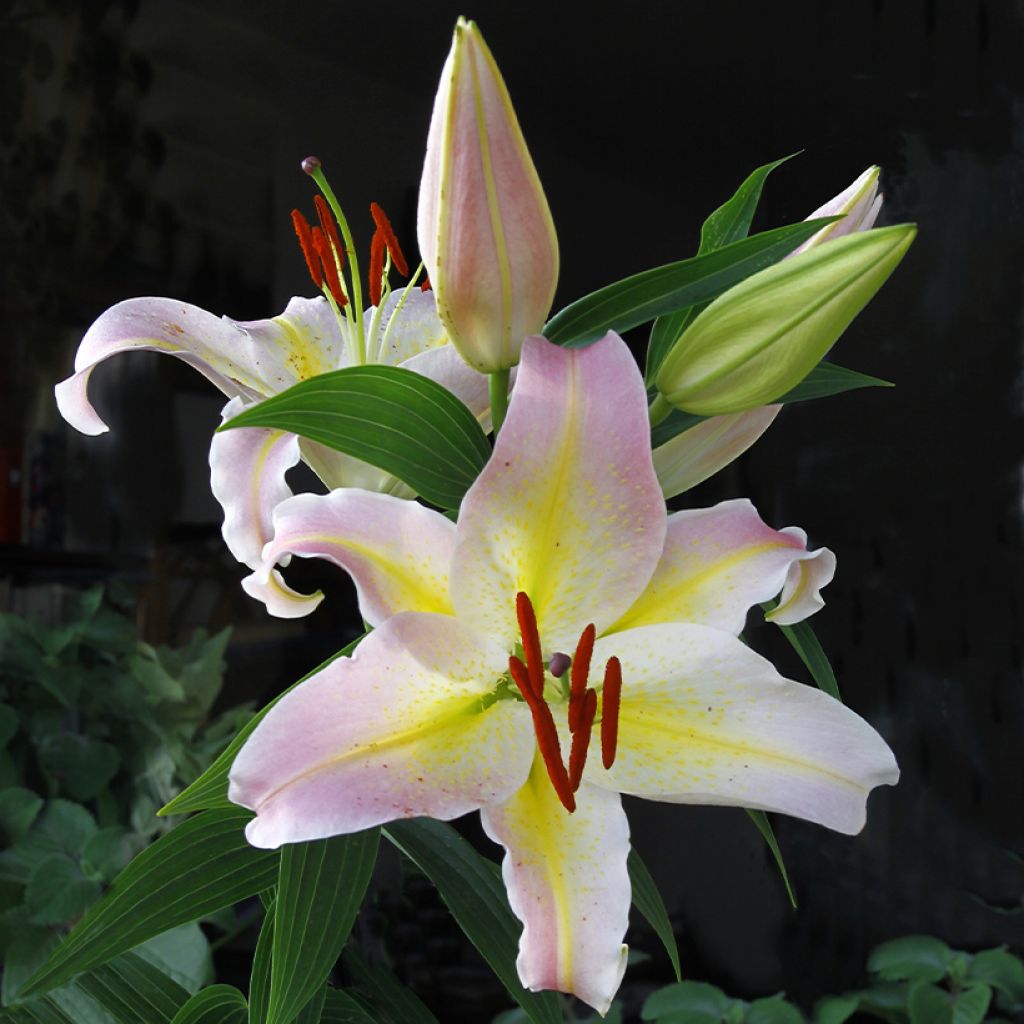 Lilium Hocus Pocus - Oriental Lily