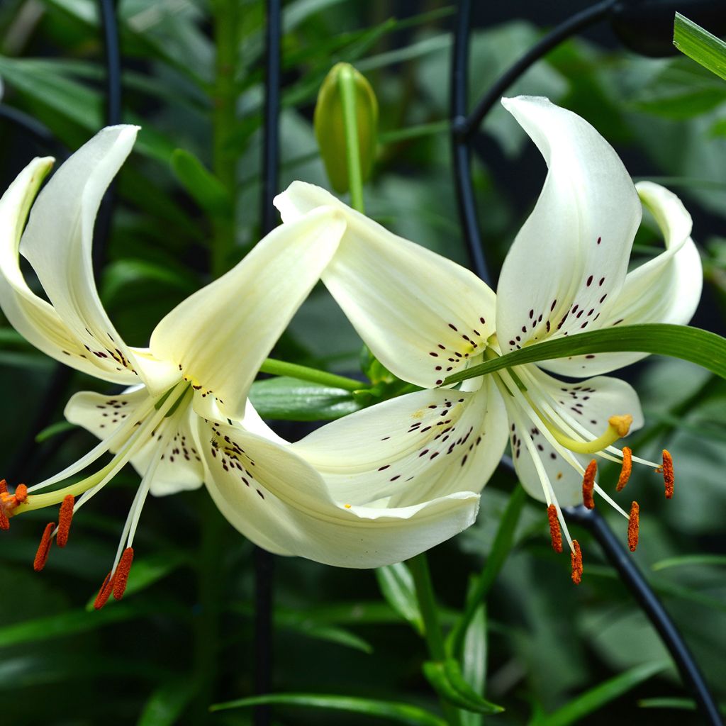 Lilium Sweet Surrender - Asiatic Lily
