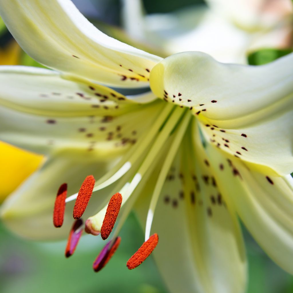 Lilium Sweet Surrender - Asiatic Lily