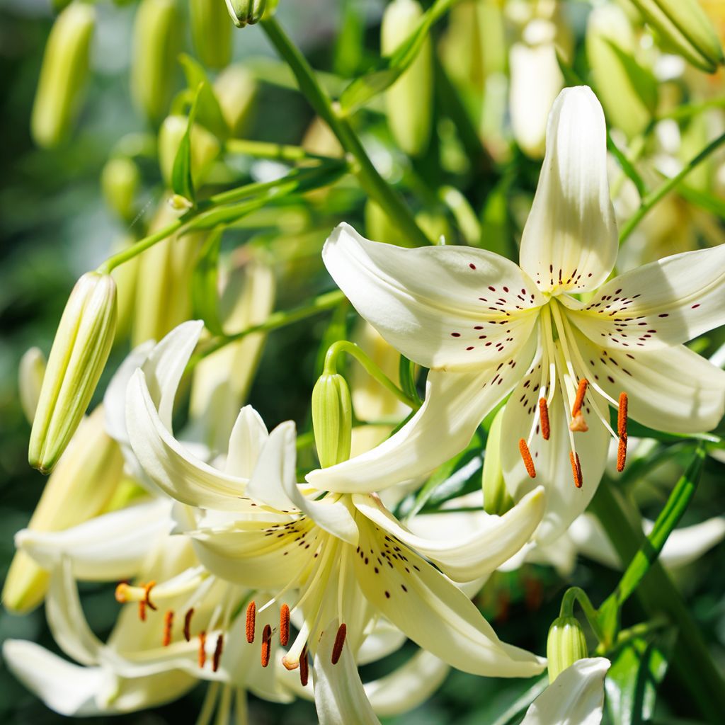 Lilium Sweet Surrender - Asiatic Lily