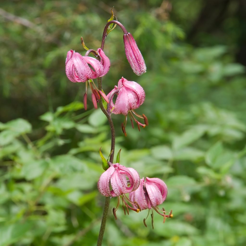 Lilium martagon - Lily