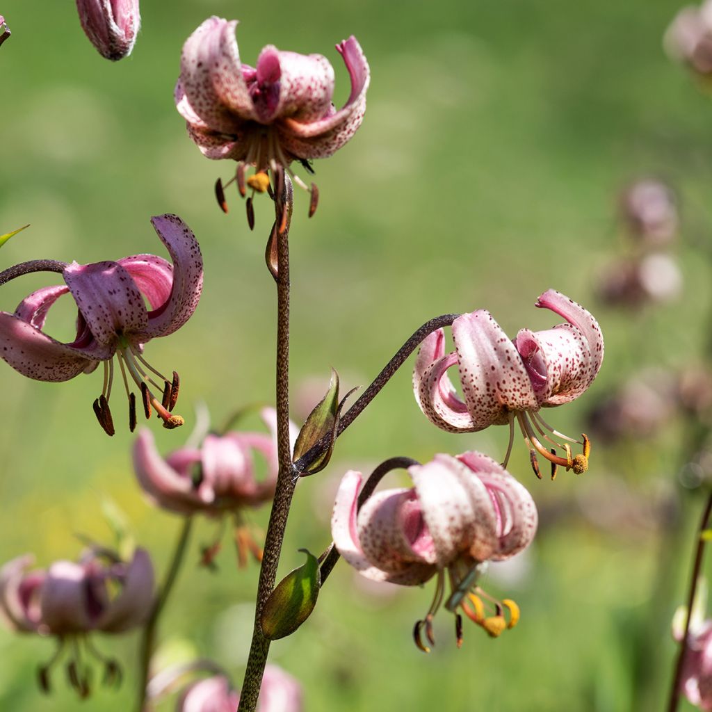 Lilium martagon - Lily
