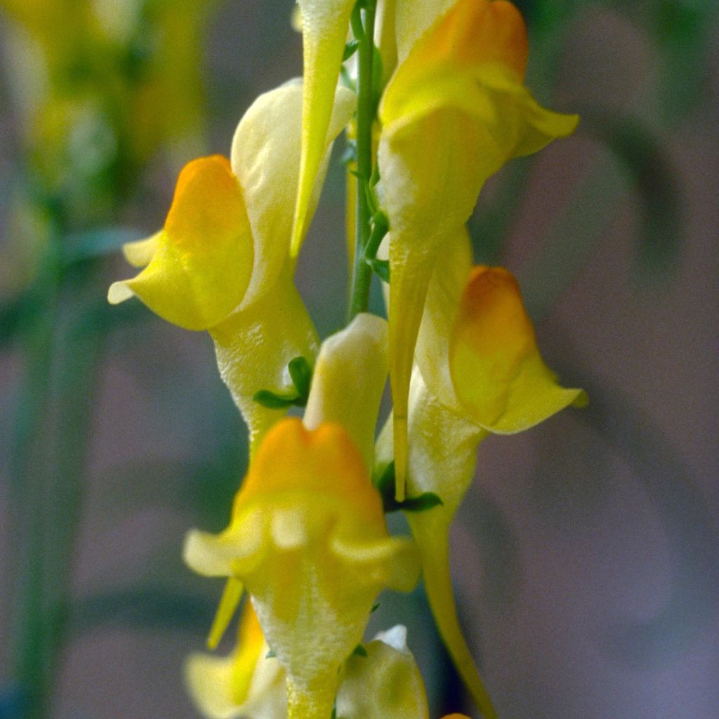 Linaria dalmatica