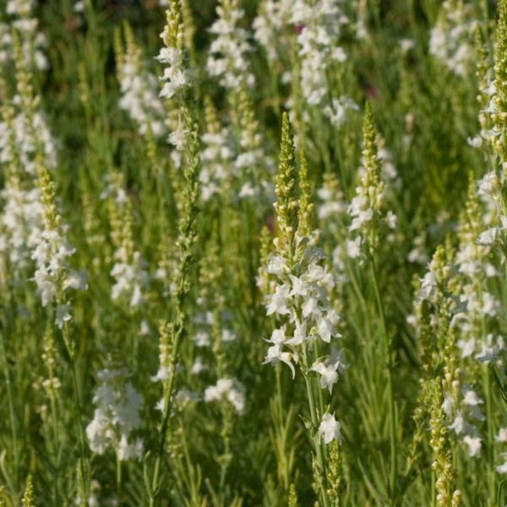 Linaria purpurea Alba