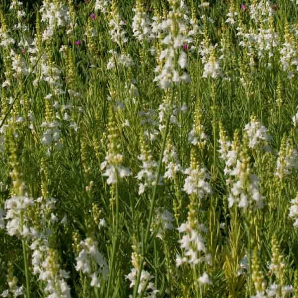 Linaria purpurea Alba