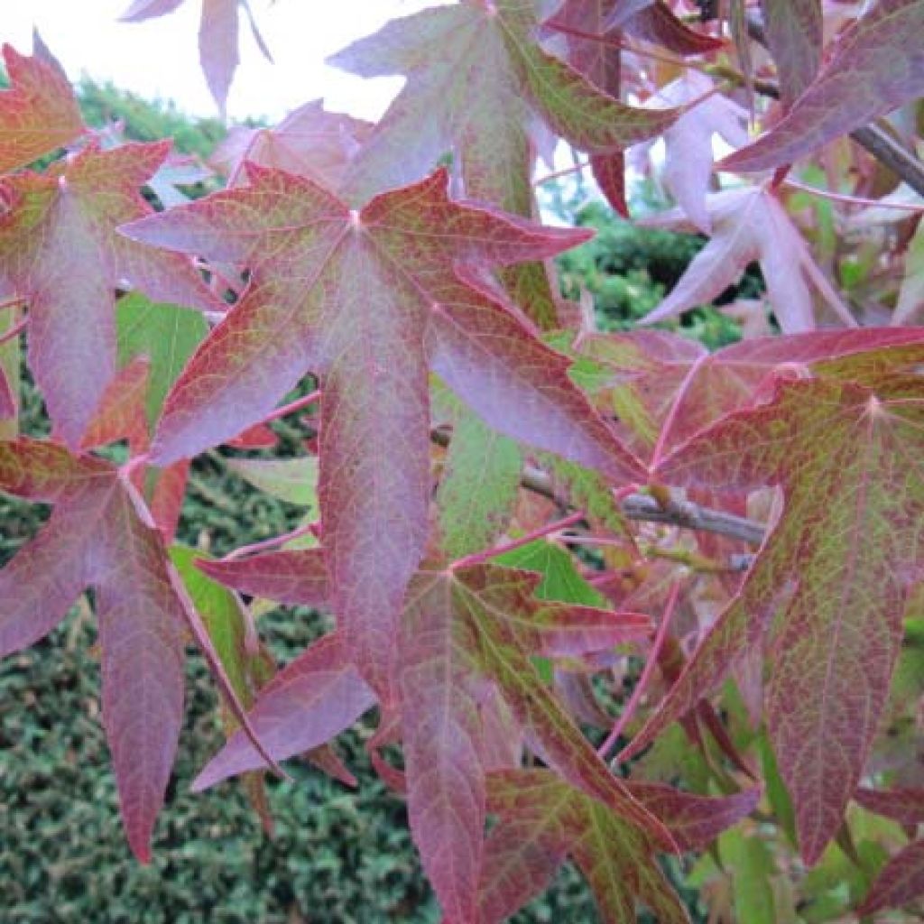 Liquidambar styraciflua - American Sweetgum