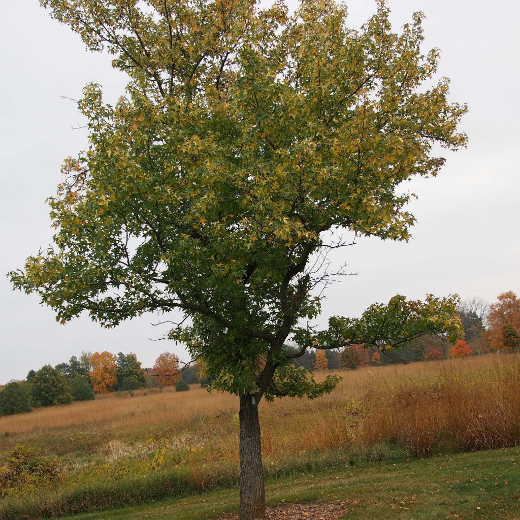 Liquidambar styraciflua  Aurea - American Sweetgum