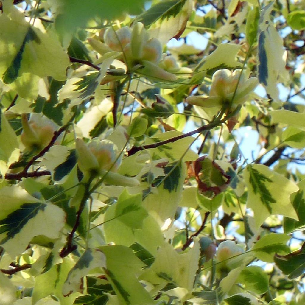 Liriodendron tulipifera Aureomarginatum - Tulip Tree