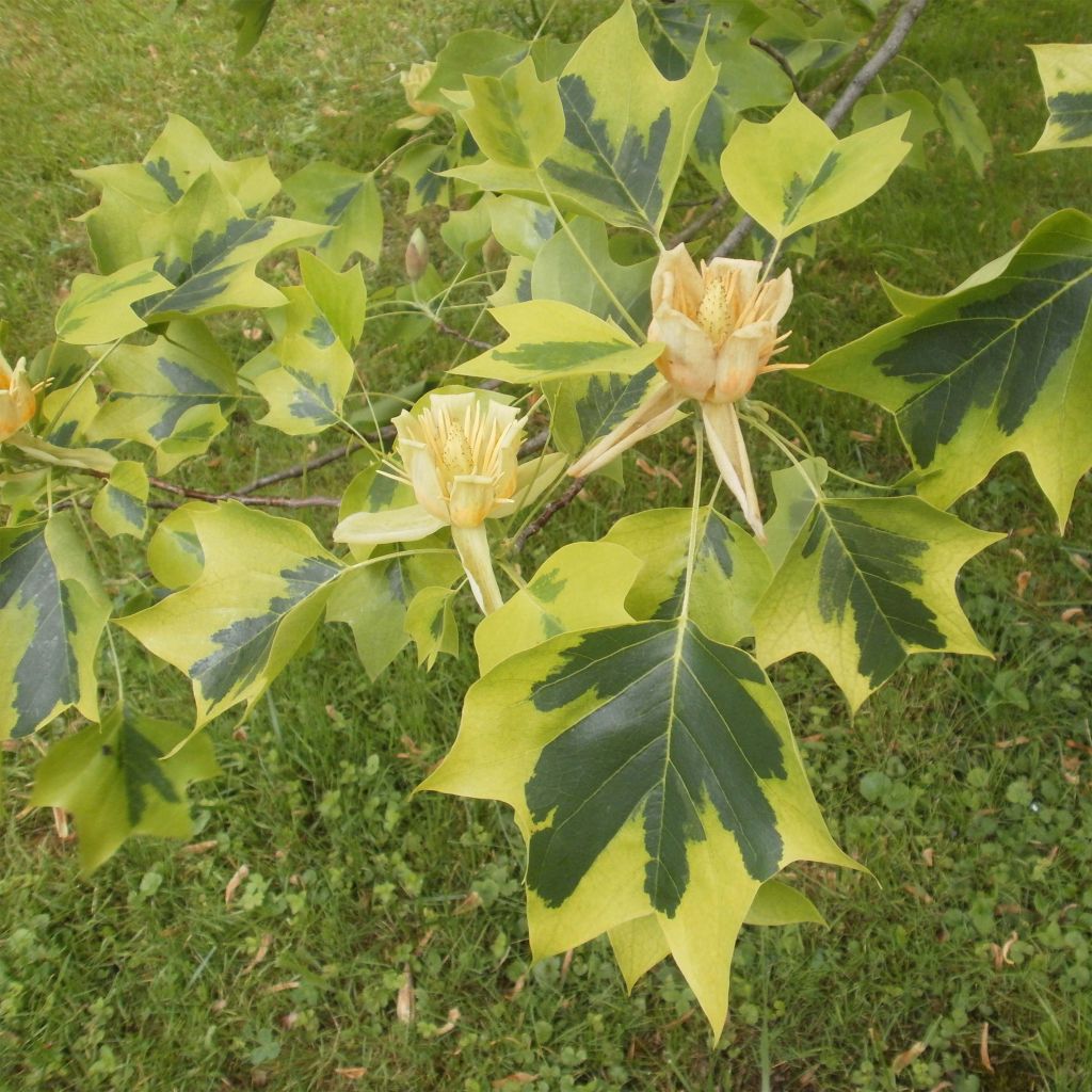 Liriodendron tulipifera Aureomarginatum - Tulip Tree