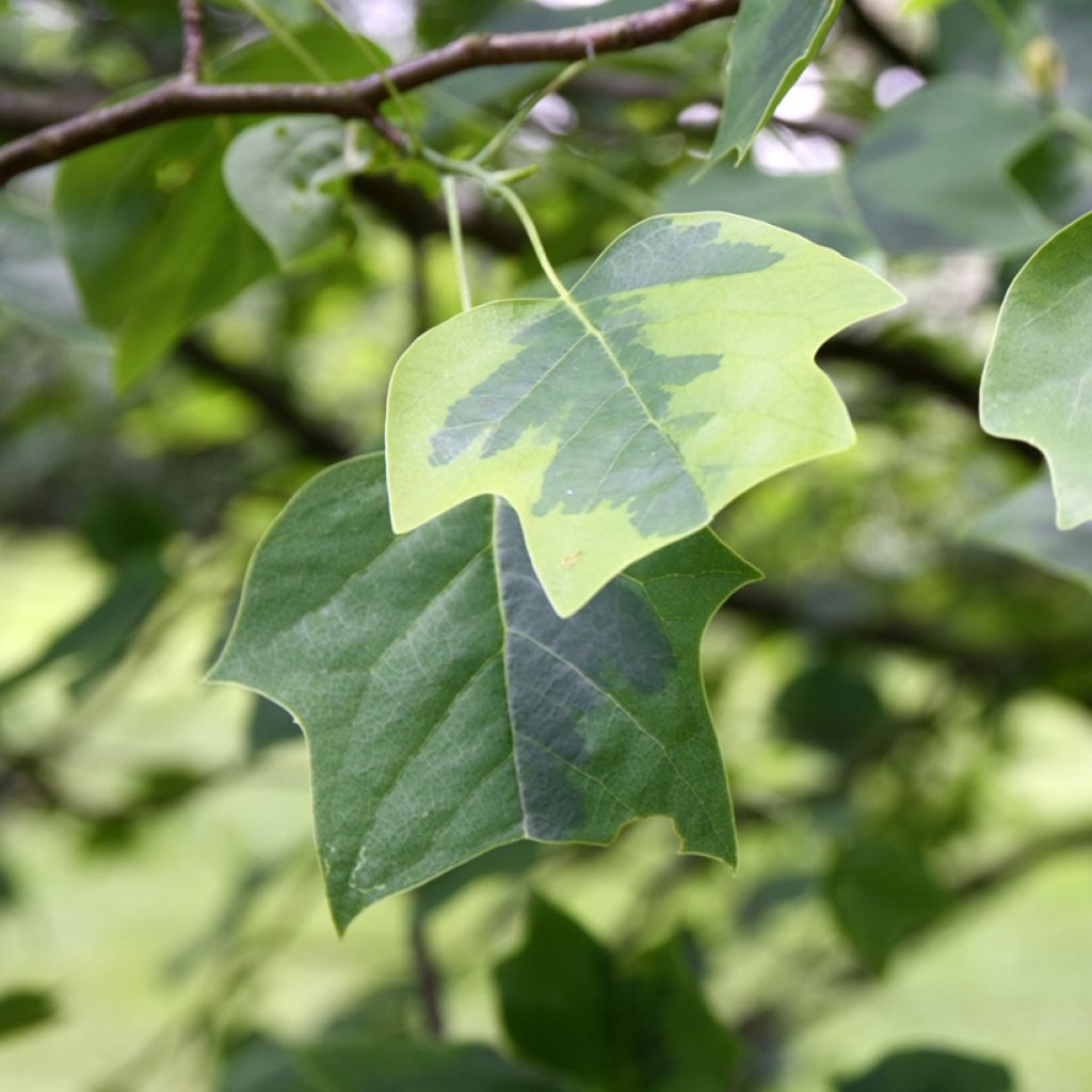 Liriodendron tulipifera Aureomarginatum - Tulip Tree