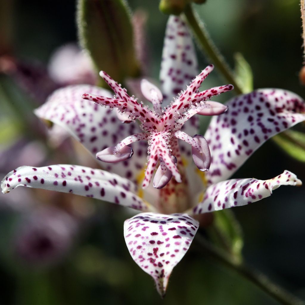 Tricyrtis hirta Albomarginata - Toad Lily