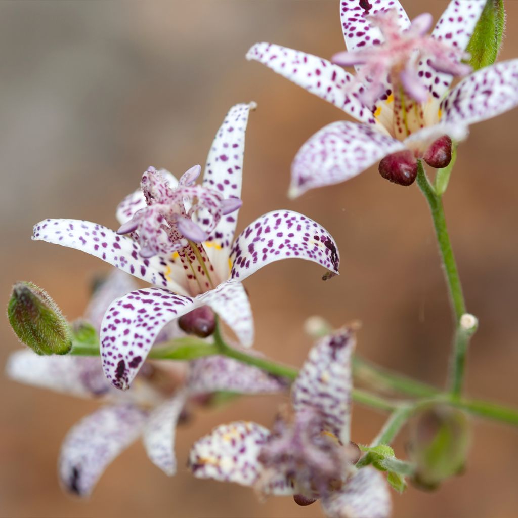 Tricyrtis hirta Albomarginata - Toad Lily
