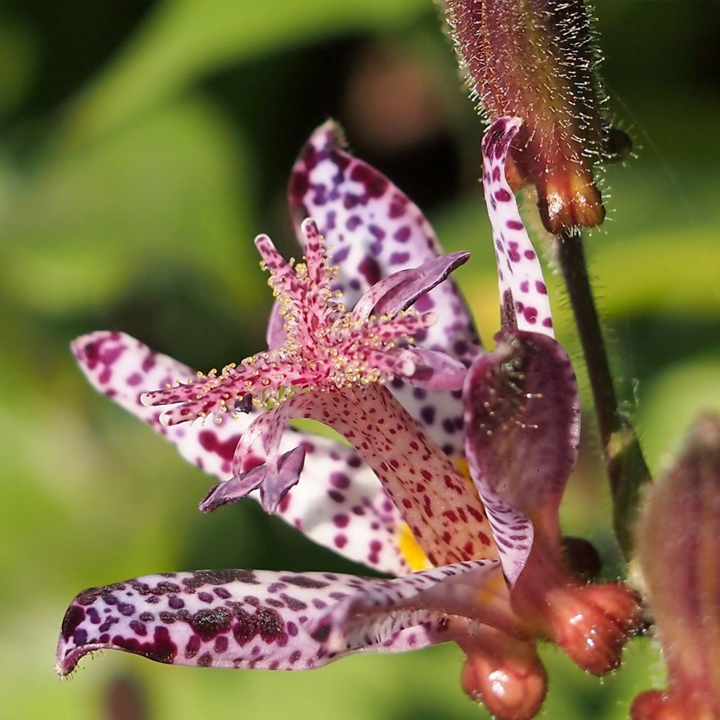 Tricyrtis hirta Albomarginata - Toad Lily