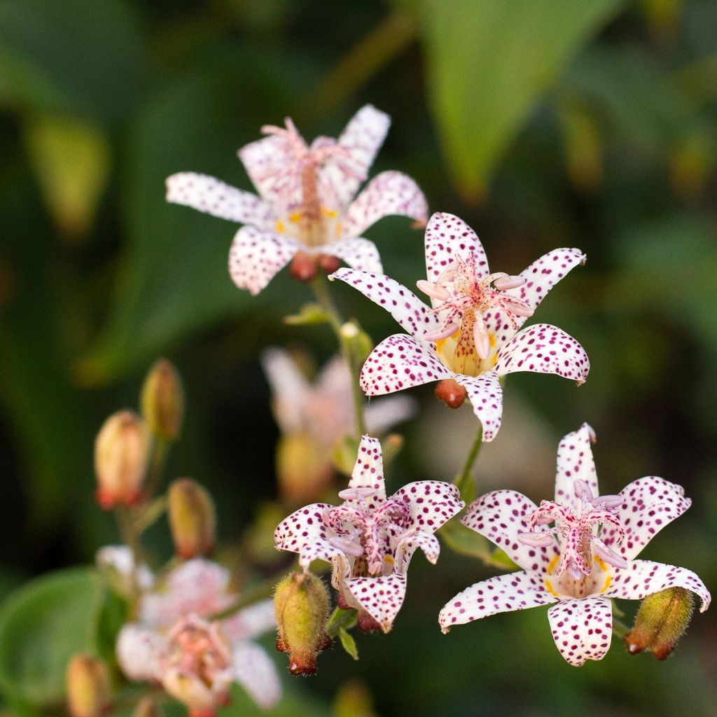 Tricyrtis hirta Albomarginata - Toad Lily
