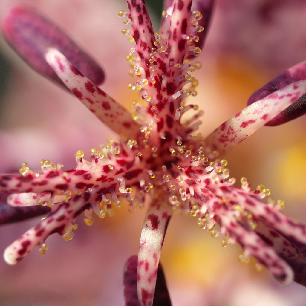 Tricyrtis hirta Albomarginata - Toad Lily