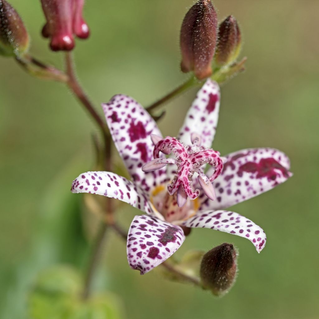 Tricyrtis hirta Albomarginata - Toad Lily