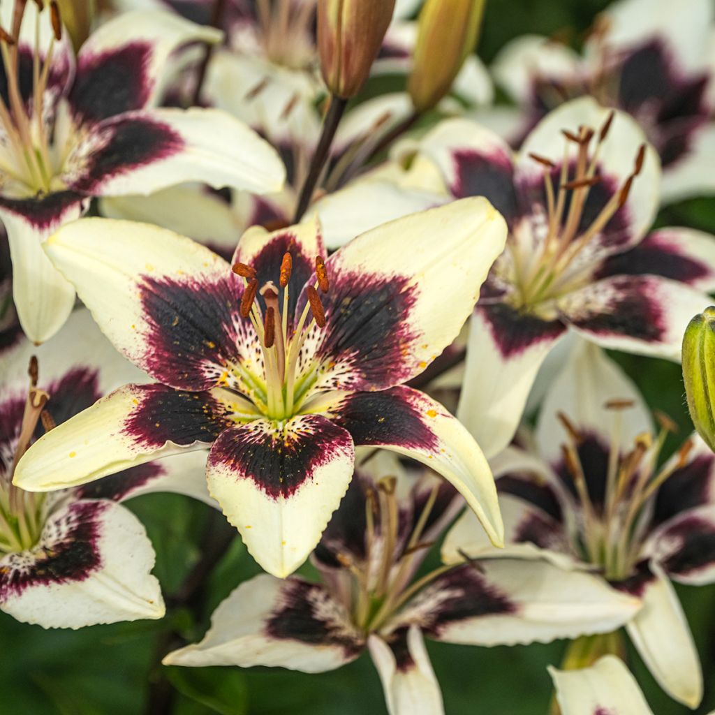 Lilium Netty's Pride