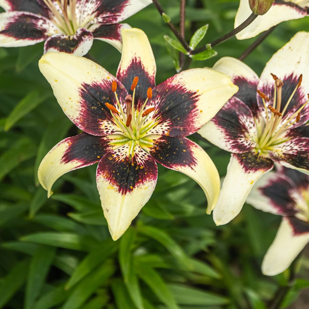 Lilium Netty's Pride