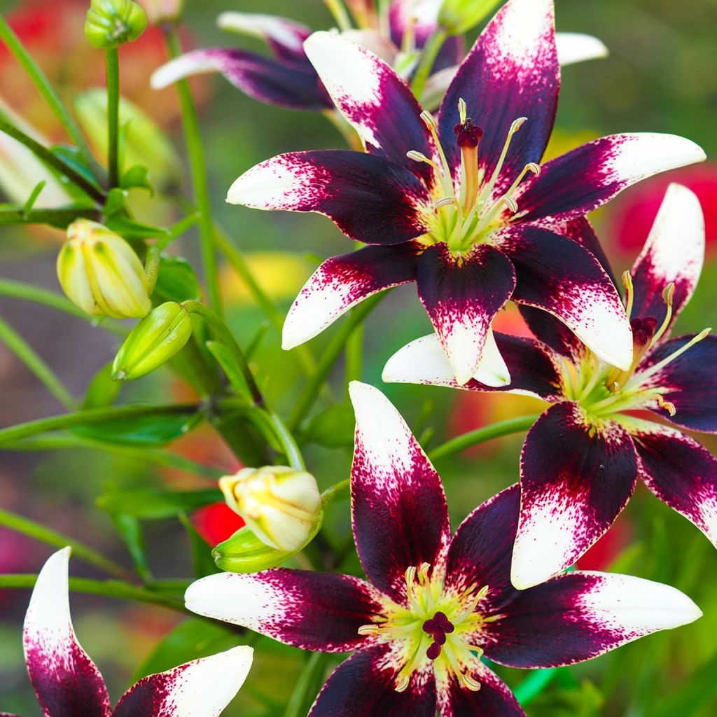 Lilium Netty's Pride