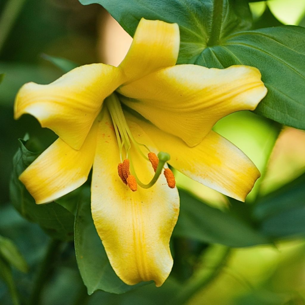 Lilium Honeymoon - Lily