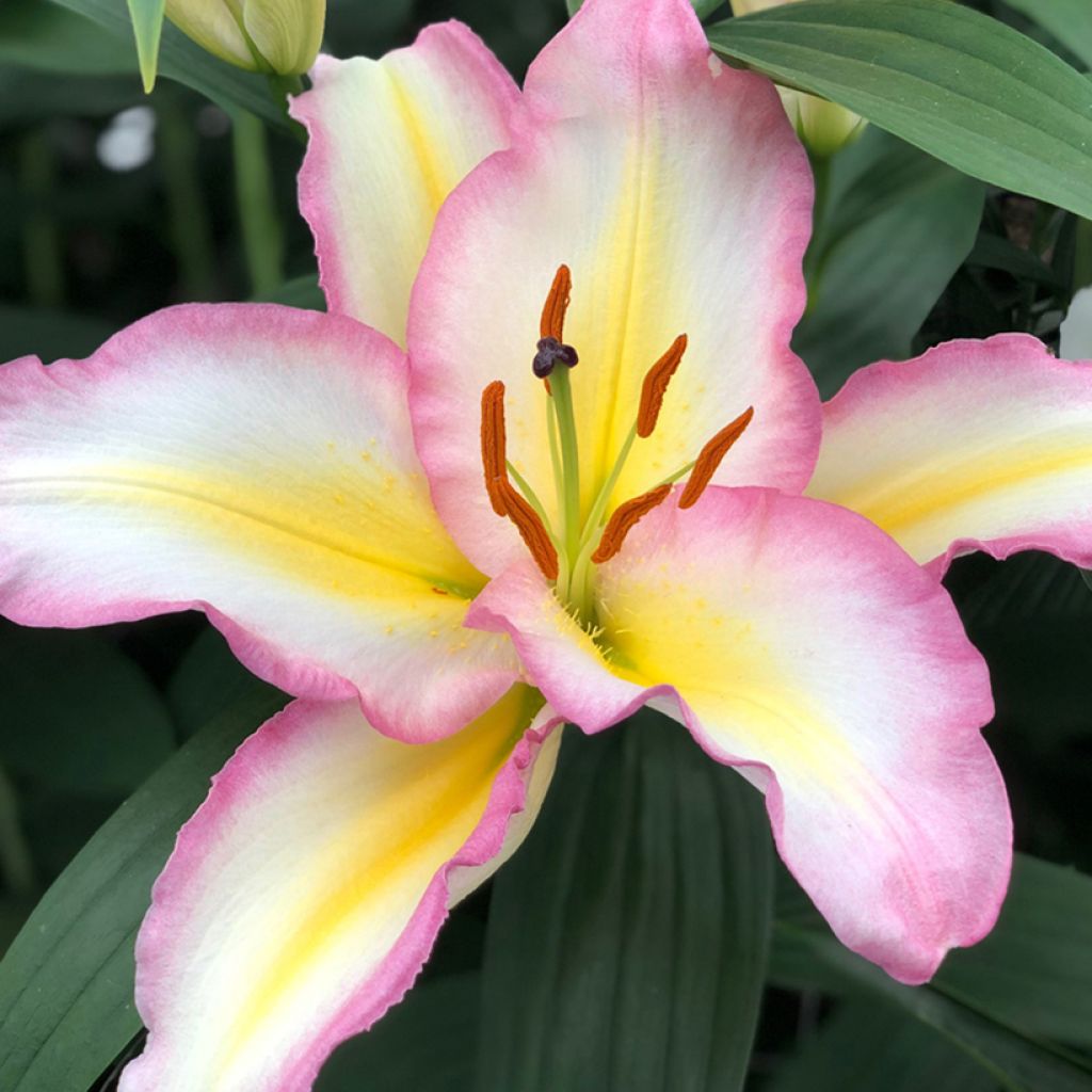 Lilium Captain Tricolor - Lily