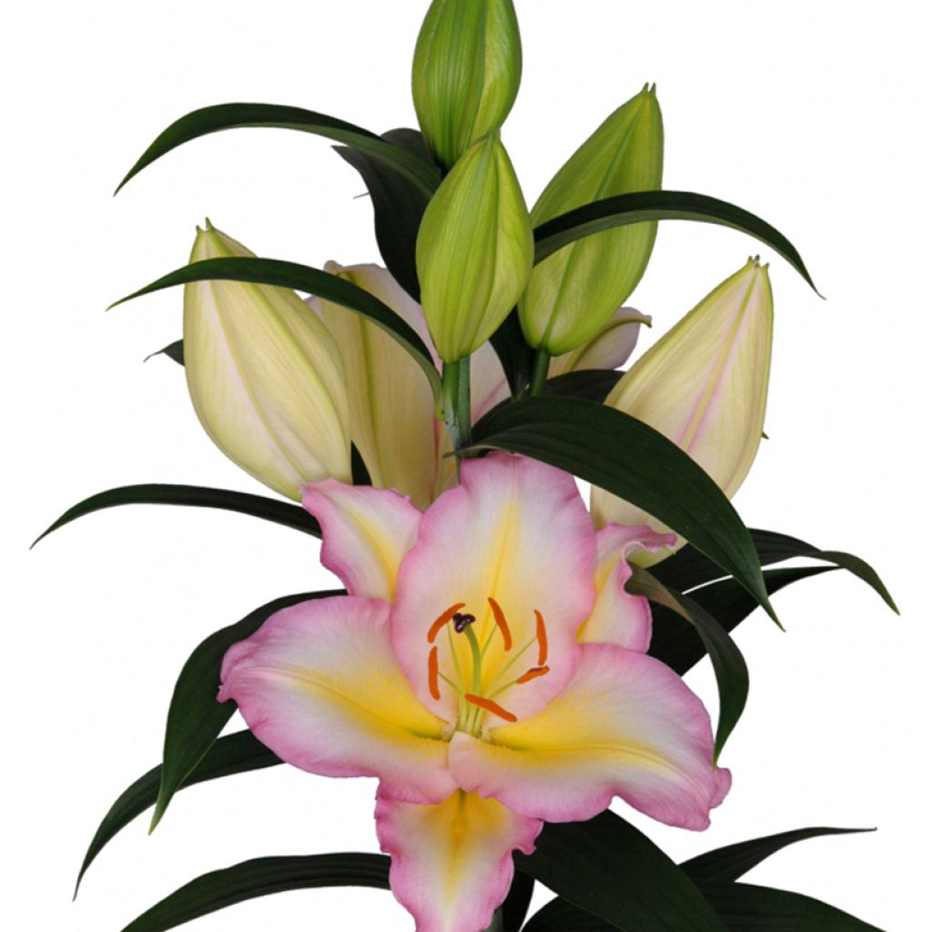 Lilium Captain Tricolor - Lily