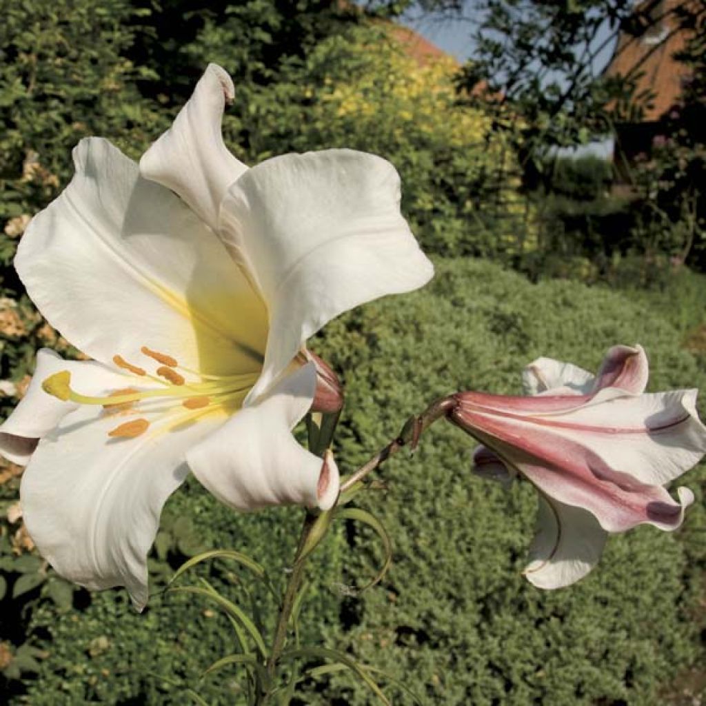 Lilium regale - Lily