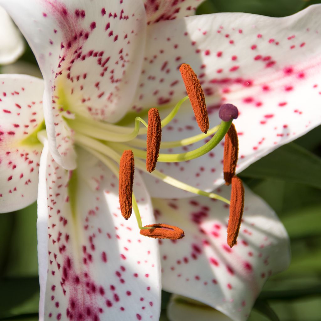 Lilium Muscadet - Lily