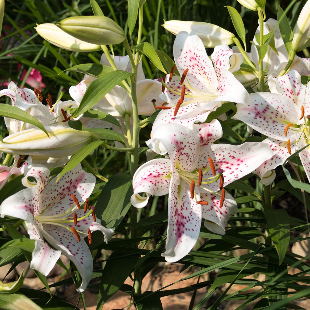 Lilium Muscadet - Lily