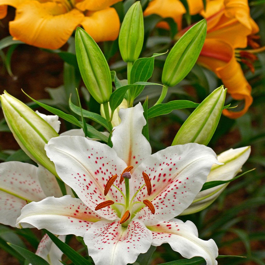 Lilium Muscadet - Lily