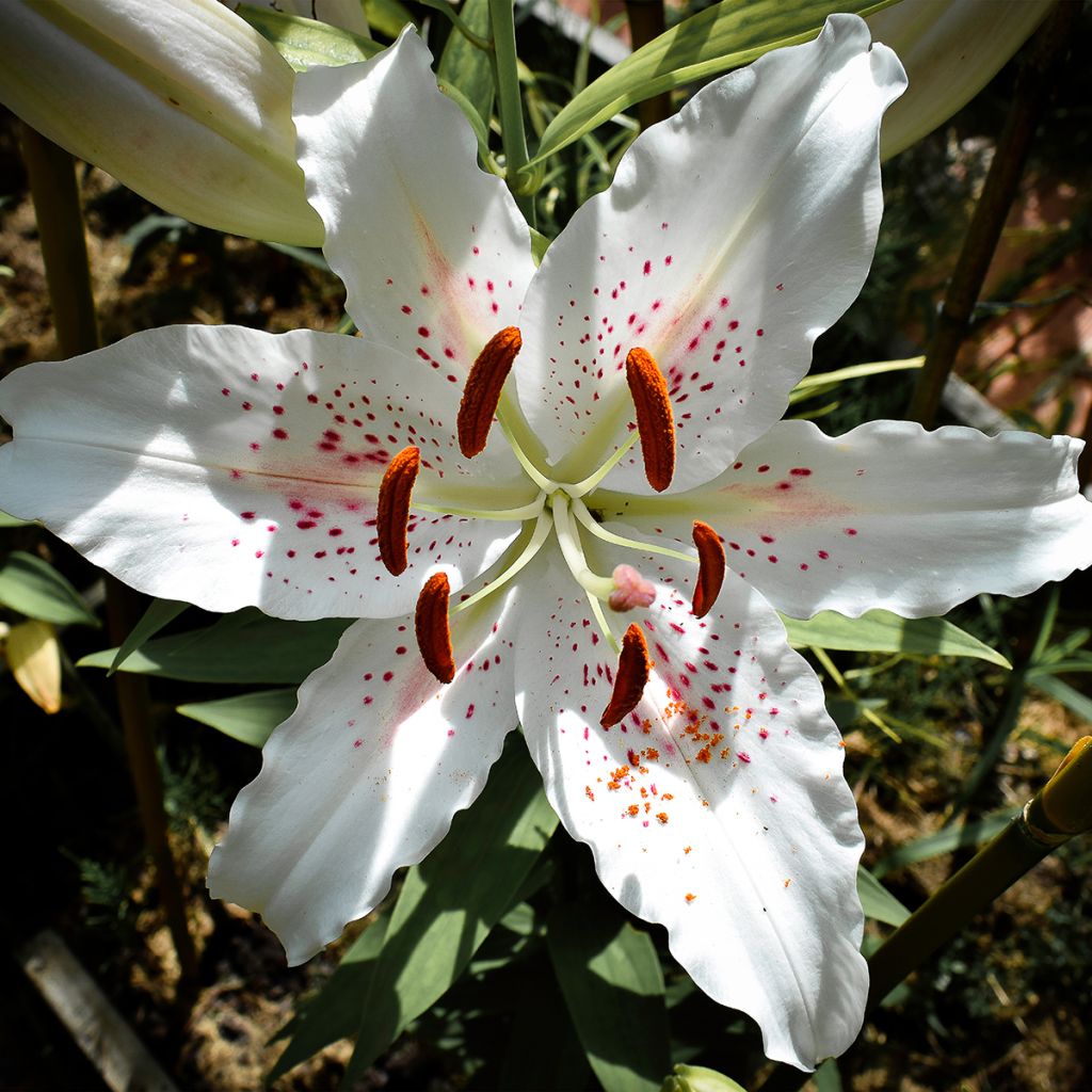 Lilium Muscadet - Lily