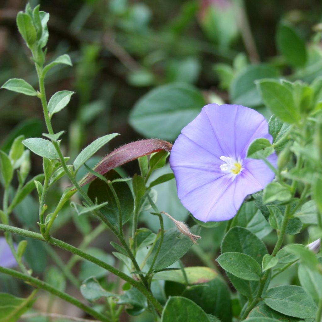 Convolvulus sabatius Compacta - Blue rock bindweed