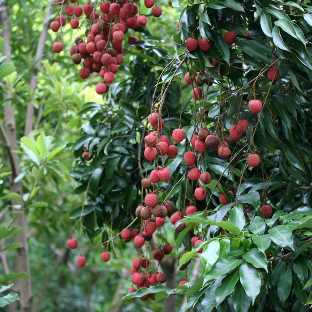 Lychee Tree Kwai May Pink - Litchi chinensis