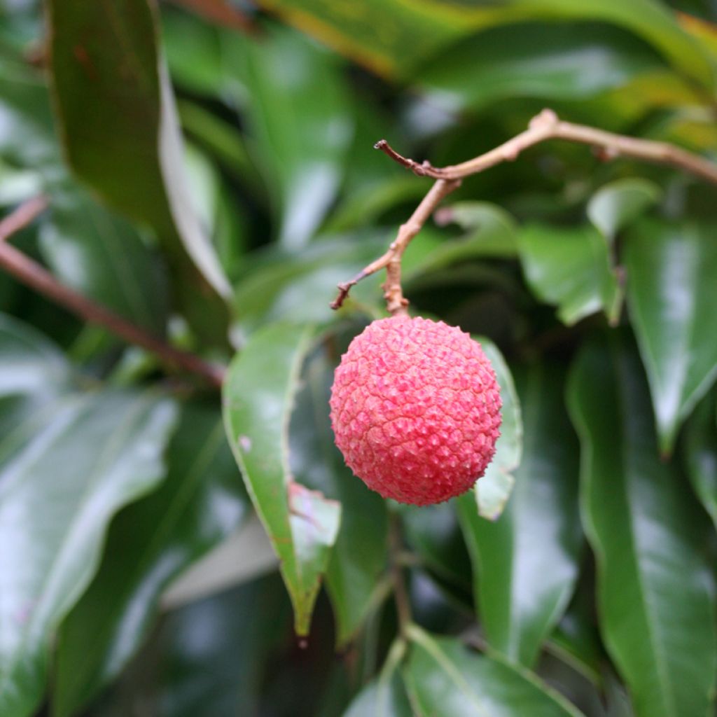 Lychee Tree Kwai May Pink - Litchi chinensis