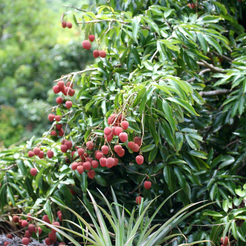 Lychee Tree Kwai May Pink - Litchi chinensis