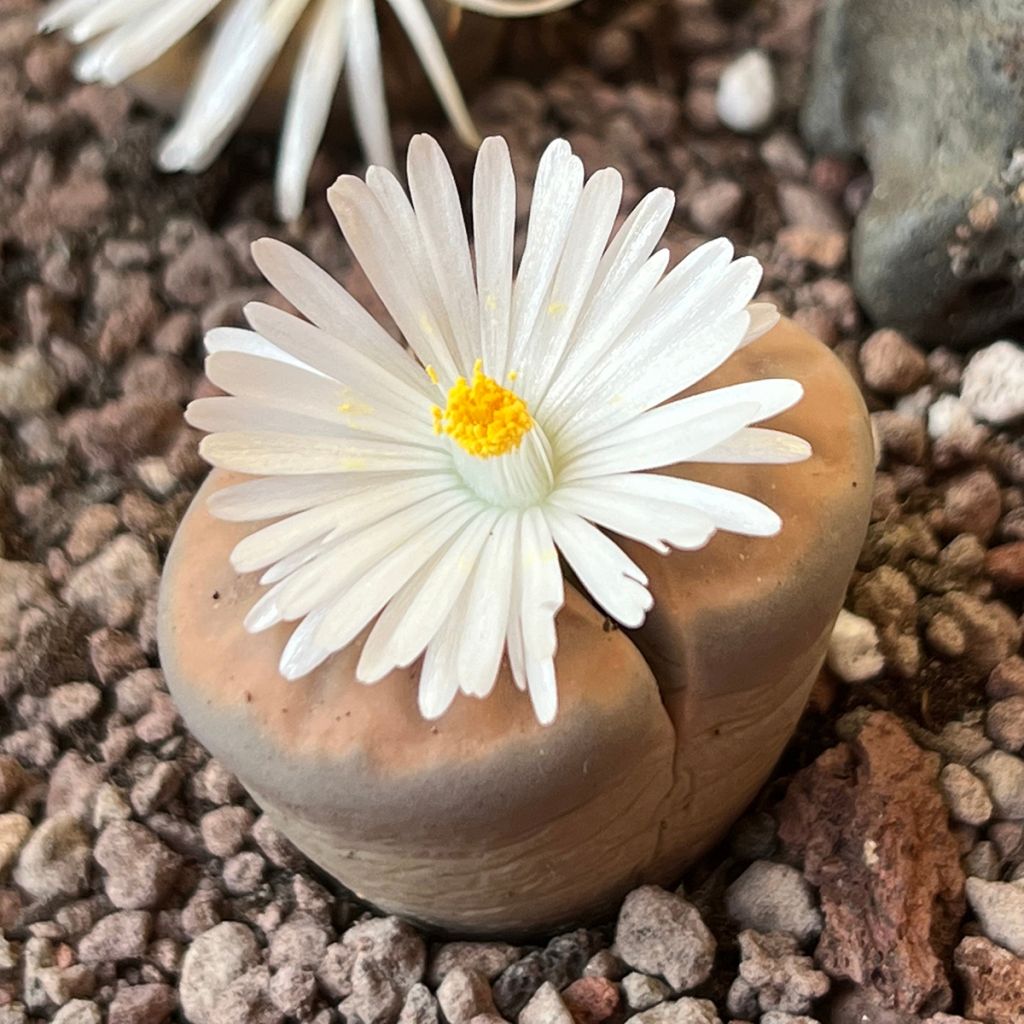 Lithops Pebble Plants Mixed - Living Stone