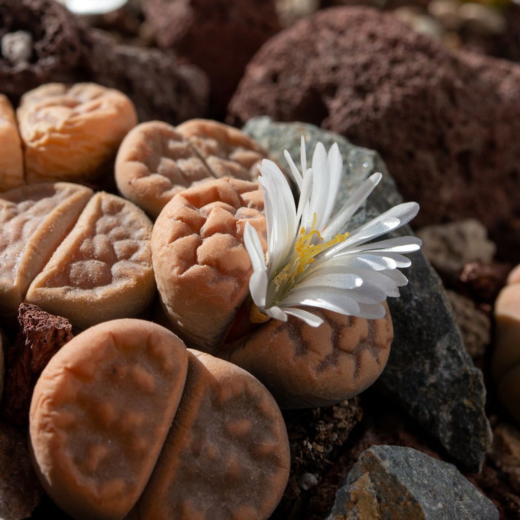 Lithops Pebble Plants Mixed - Living Stone