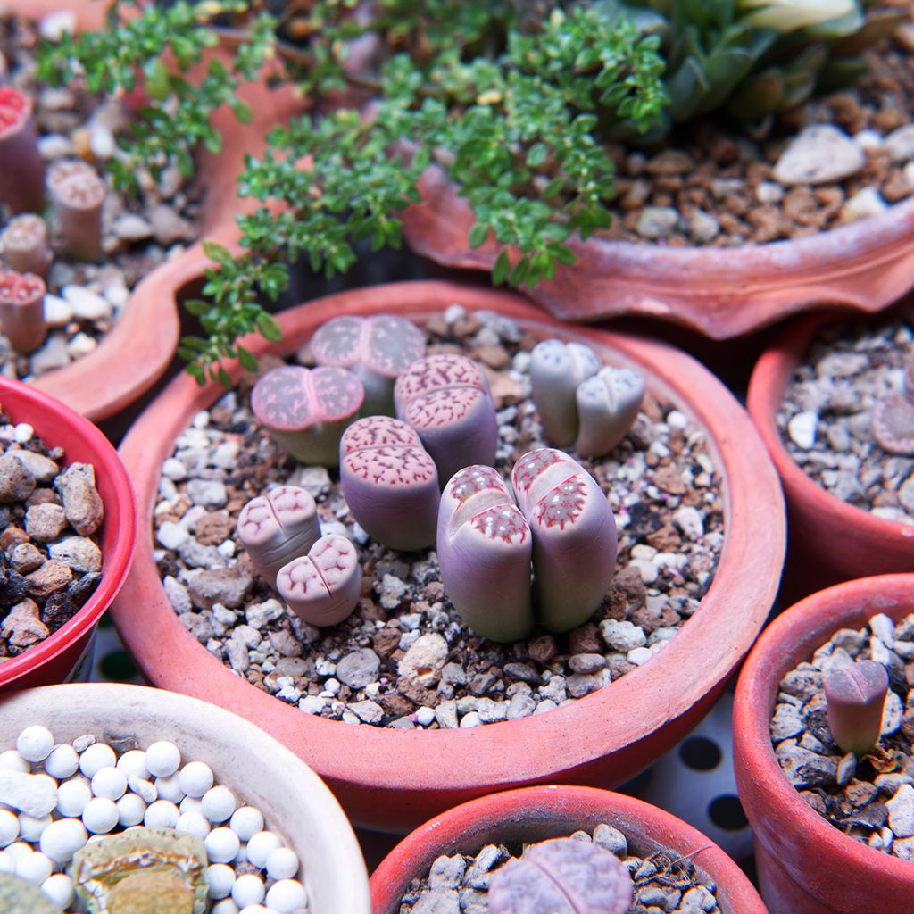 Lithops Pebble Plants Mixed - Living Stone