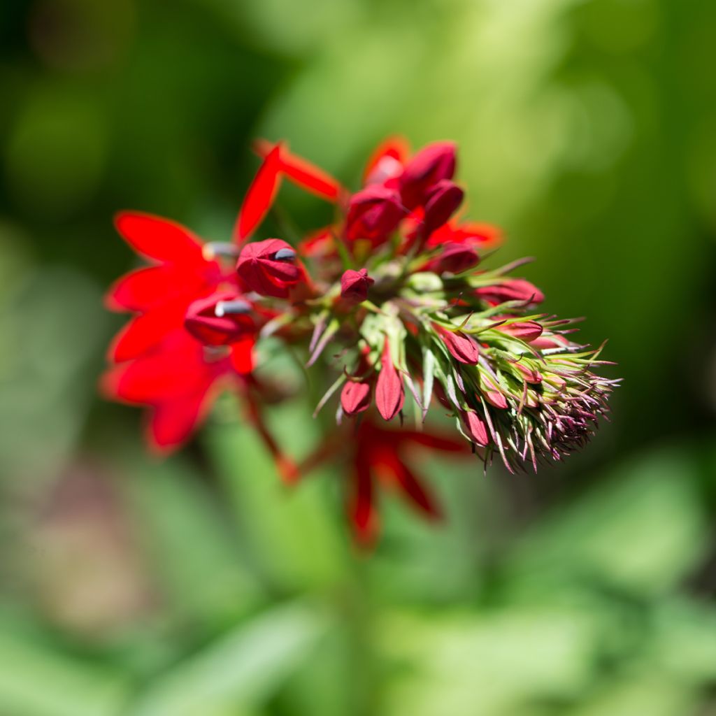 Lobelia cardinalis