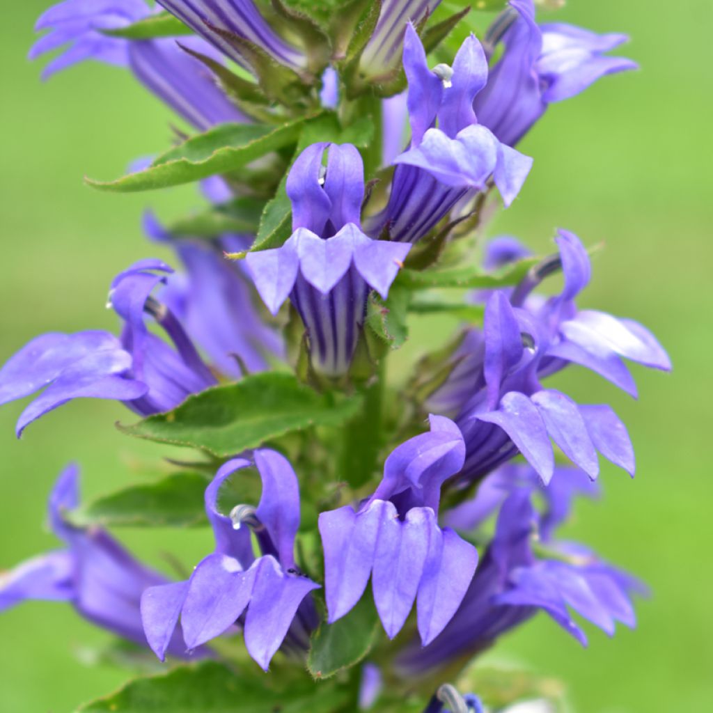 Lobelia siphilitica